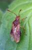Rhopalus maculatus